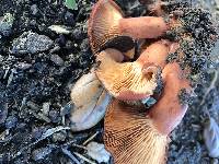 Lactarius rufulus image