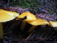 Hygrocybe chlorophana image