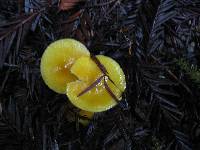 Hygrocybe chlorophana image