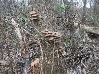 Pleurotus ostreatus image