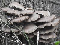 Pleurotus ostreatus image