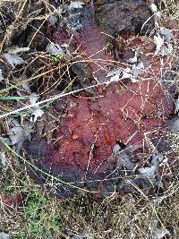 Ganoderma lucidum image