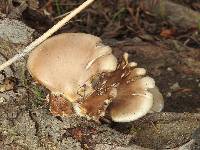 Pleurotus ostreatus image