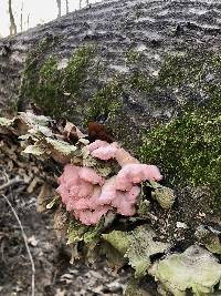 Phlebia incarnata image