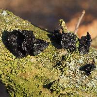 Exidia glandulosa image