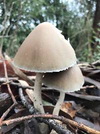 Psathyrella longipes image