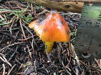 Hygrocybe singeri image