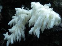 Hericium coralloides image