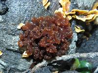 Tremella foliacea image