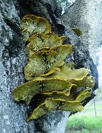 Omphalotus olivascens image