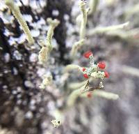 Cladonia macilenta image