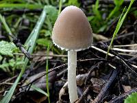 Psathyrella longipes image