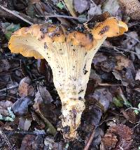 Cantharellus californicus image