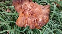 Armillaria mellea image