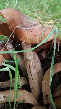 Armillaria mellea image