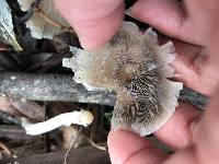 Psathyrella longipes image