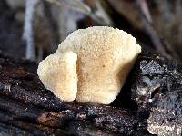 Simocybe centunculus var. centunculus image