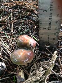 Hygrocybe psittacina var. psittacina image