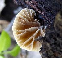 Simocybe centunculus var. centunculus image