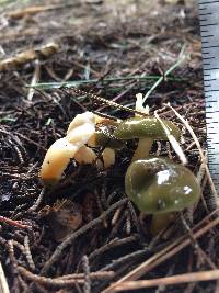 Hygrocybe psittacina var. psittacina image