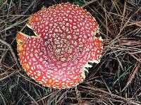 Amanita muscaria image