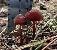 Marasmius plicatulus image