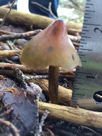 Hygrocybe singeri image