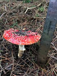 Amanita muscaria image