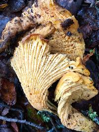 Cantharellus californicus image