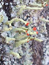 Cladonia macilenta image