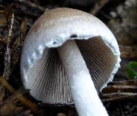 Psathyrella longipes image