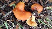 Gymnopilus sapineus image