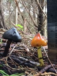 Hygrocybe singeri image