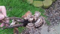 Trametes versicolor image