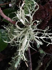 Ramalina farinacea image