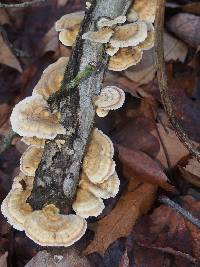 Trametes versicolor image