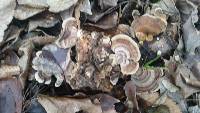 Trametes versicolor image