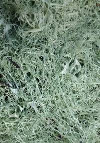 Ramalina menziesii image