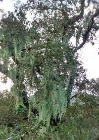 Ramalina menziesii image