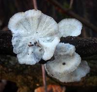 Trametes versicolor image