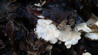 Trametes versicolor image