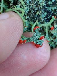 Cladonia macilenta image