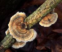 Trametes versicolor image