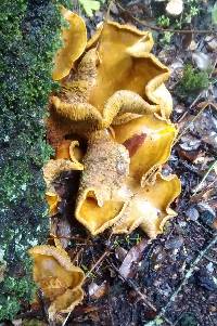 Omphalotus olivascens image