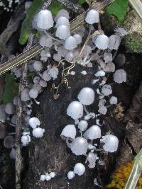 Coprinellus disseminatus image