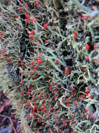 Cladonia macilenta image