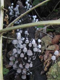 Coprinellus disseminatus image