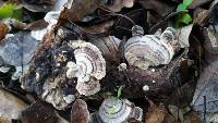 Trametes versicolor image