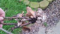 Trametes versicolor image