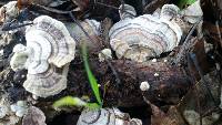 Trametes versicolor image